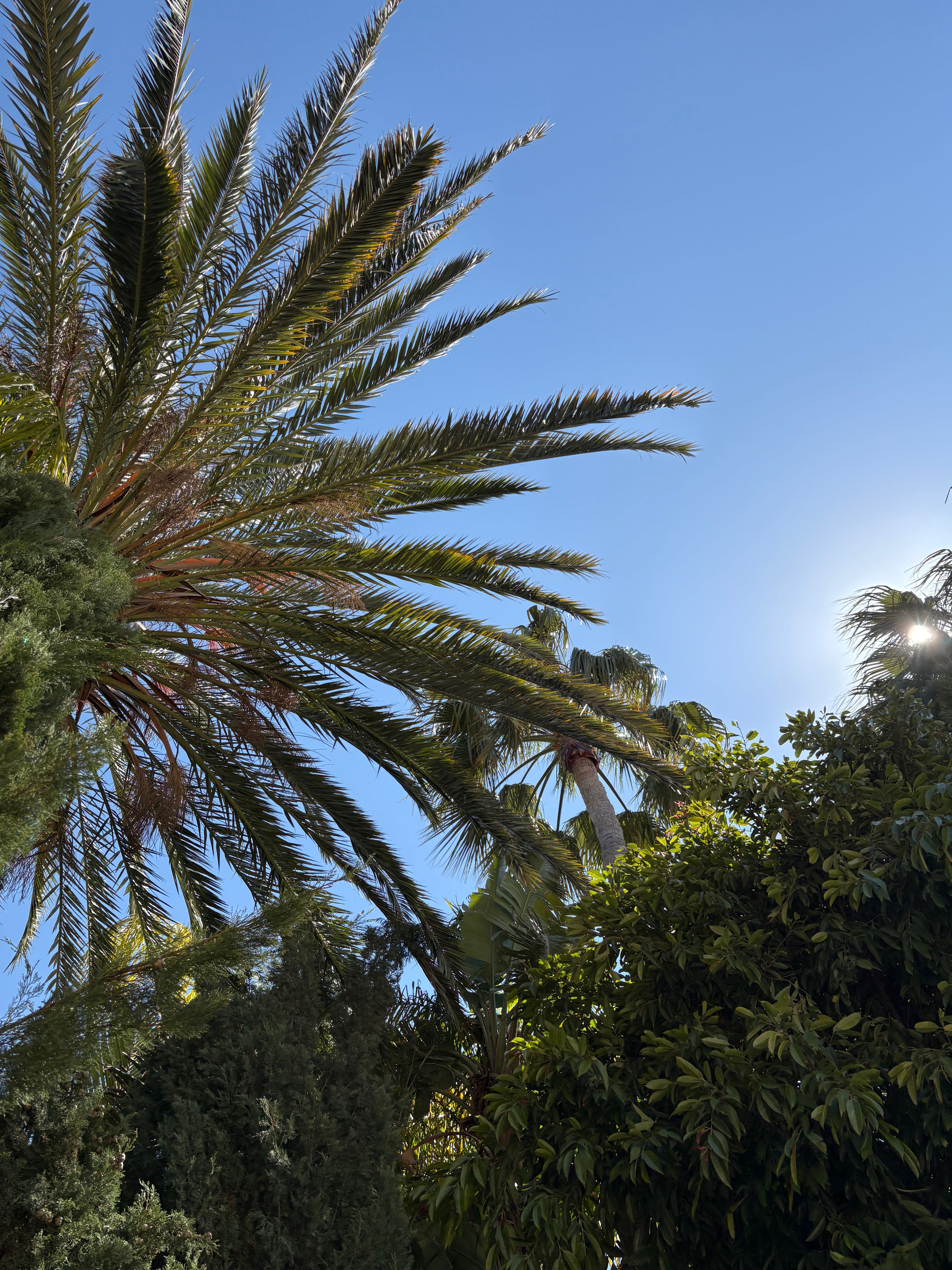 molly-and-stitch-maritime-hundeleine-mediterranean-sun-limited-edition image 3