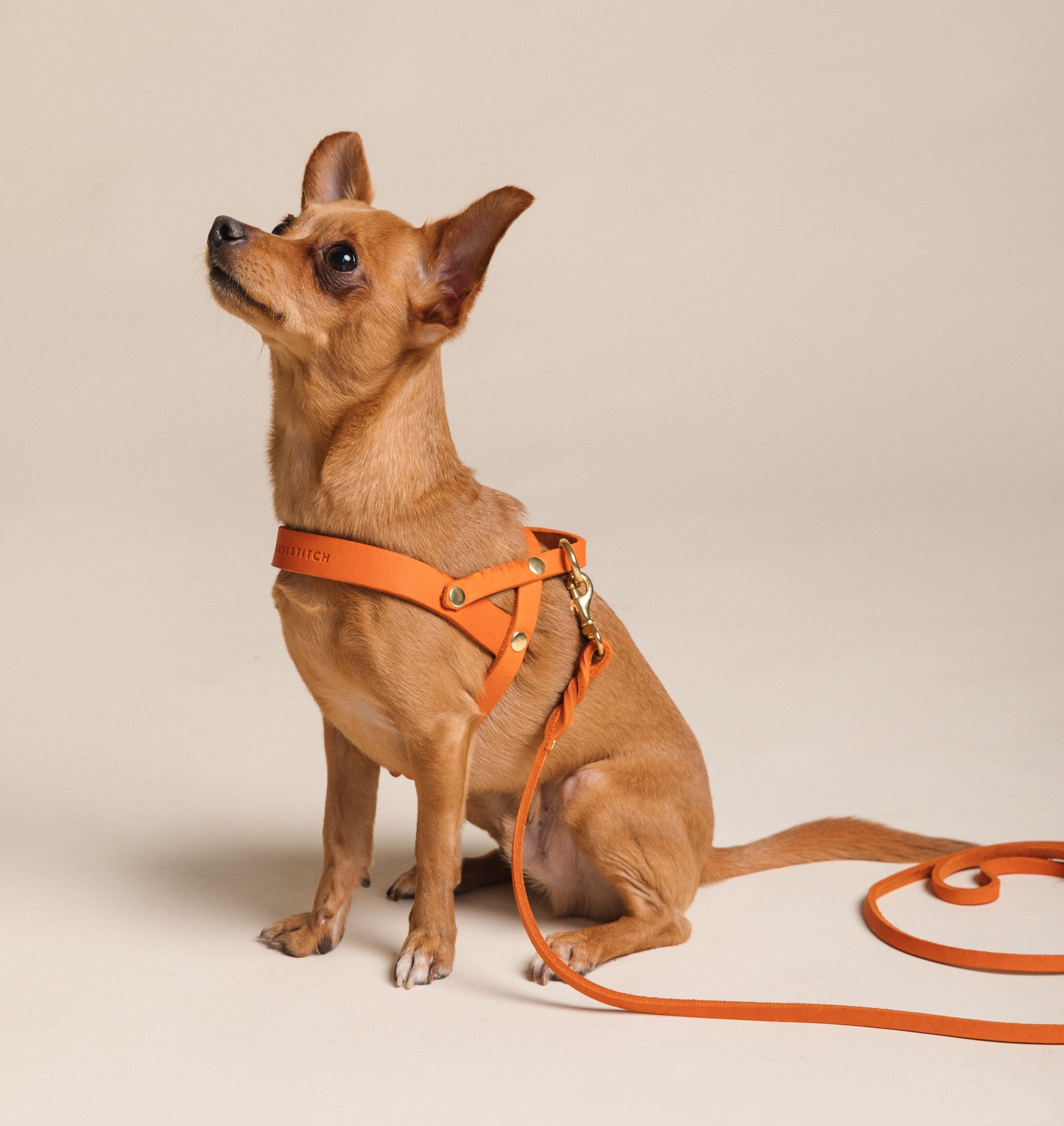 molly-and-stitch-butter-leather-hundegeschirr-mango image 6
