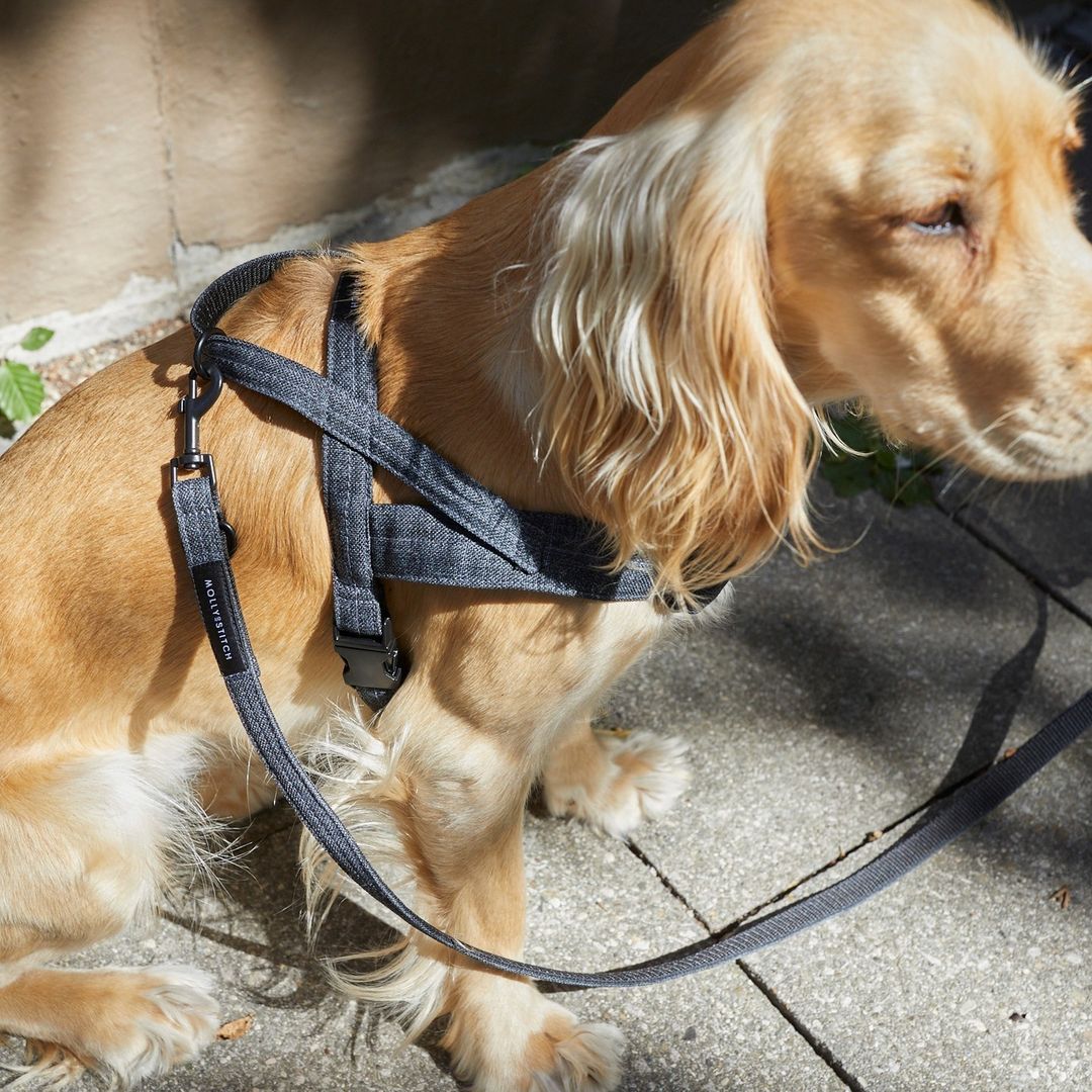 molly-and-stitch-soft-rock-hundegeschirr-grey image 4