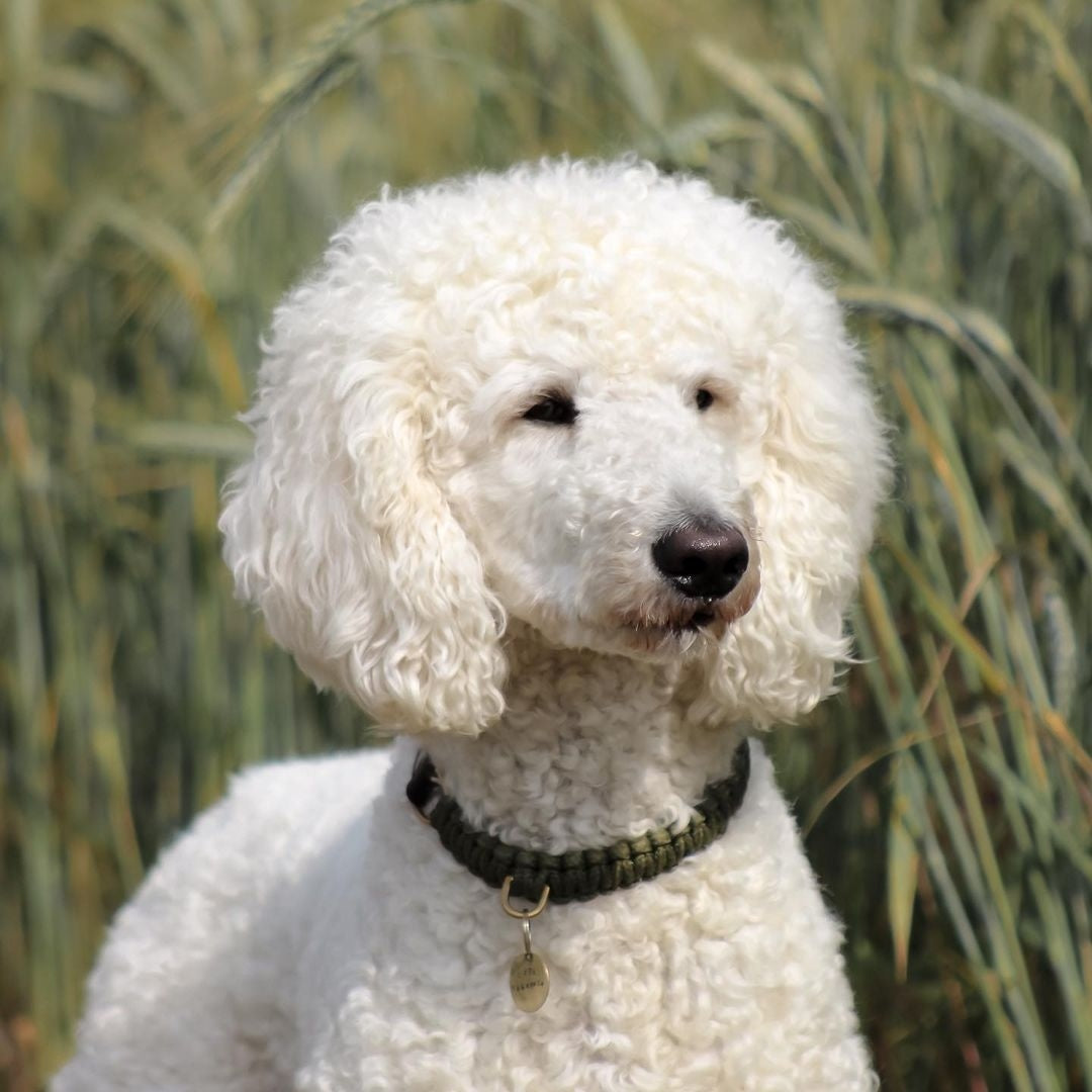 molly-and-stitch-touch-of-leather-hundehalsband-military image 7