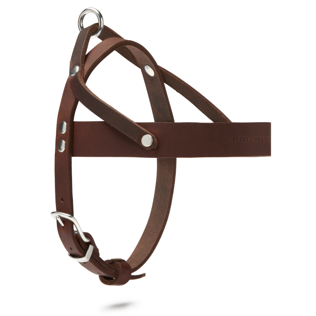 molly-and-stitch-butter-leather-hundegeschirr-classic-brown image 4