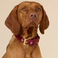william-walker-luxe-wildleder-hundehalsband-lambrusco-bordeauxrot image 6