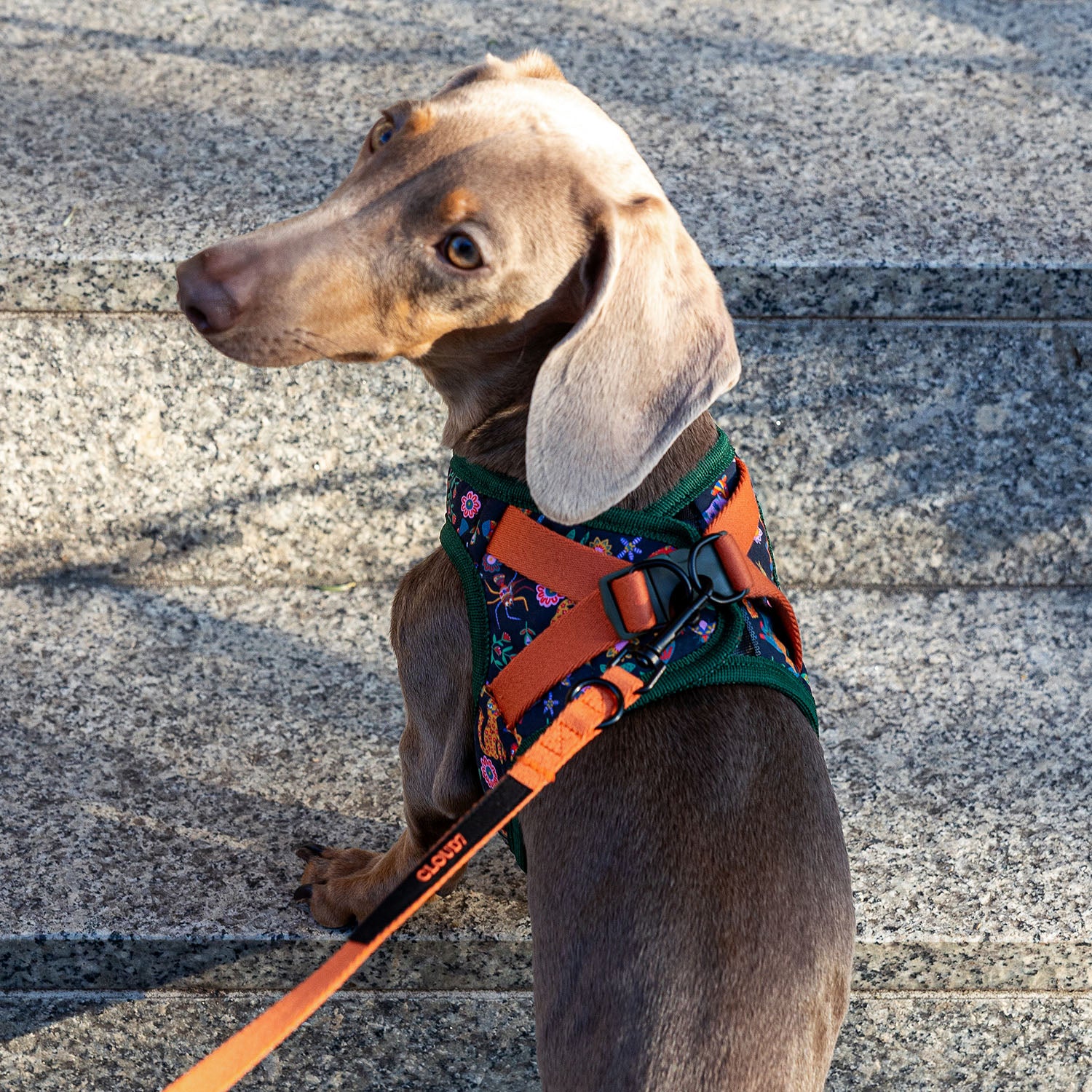 cloud7-holly-park-animals-westengeschirr-step-in-f-r-kleine-hunde image 2
