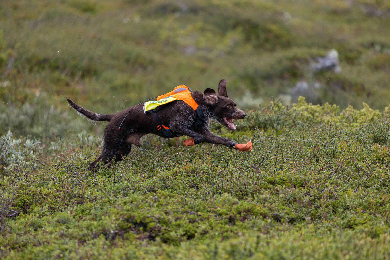 non-stop-dogwear-protector-vest-gps-2-0-schutzhundeweste image 3