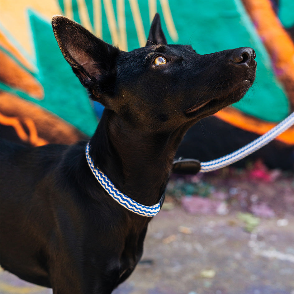 cloud7-mauerpark-zigzag-hundehalsband-blue image 5