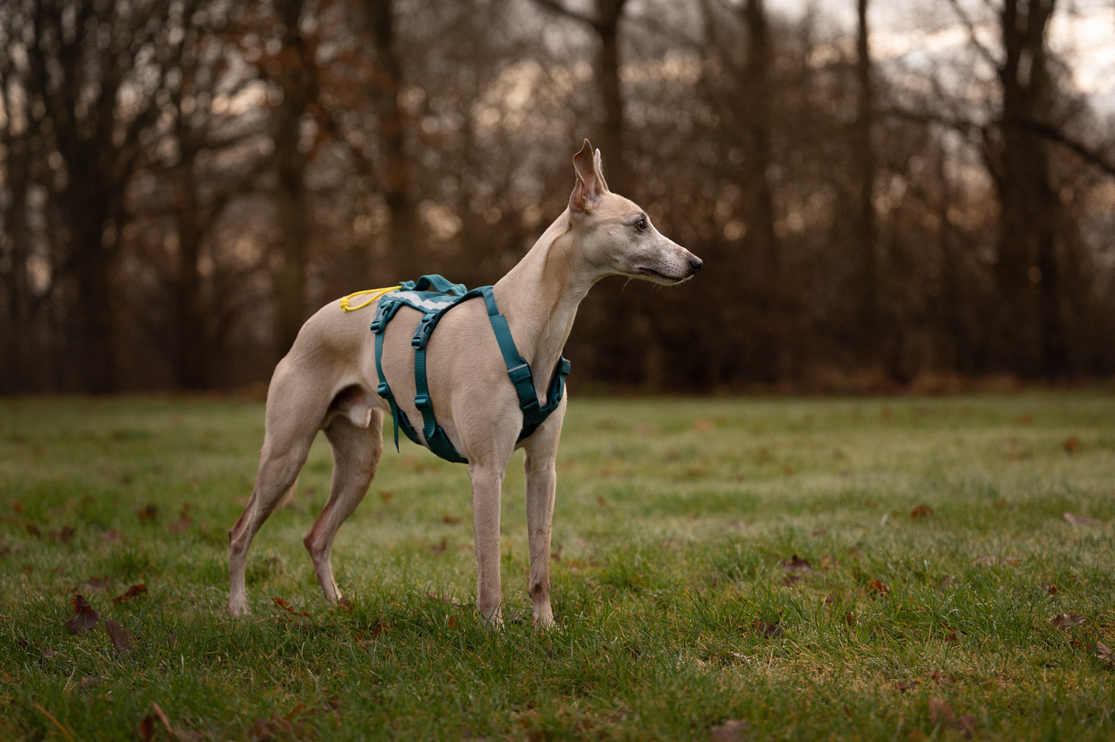 non-stop-dogwear-ramble-harness-long-hundegeschirr image 3