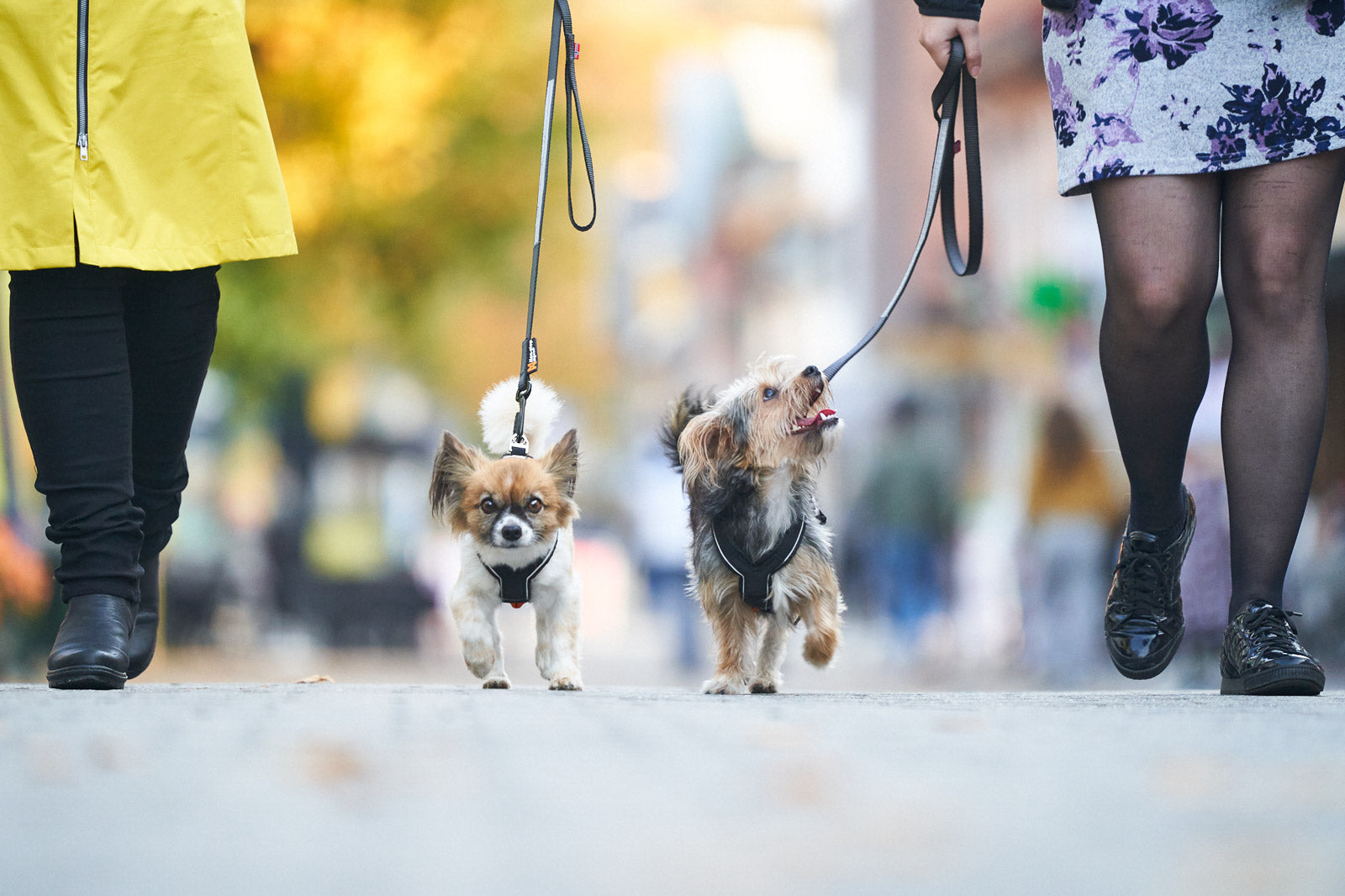 non-stop-dogwear-line-harness-hundegeschirr image 7