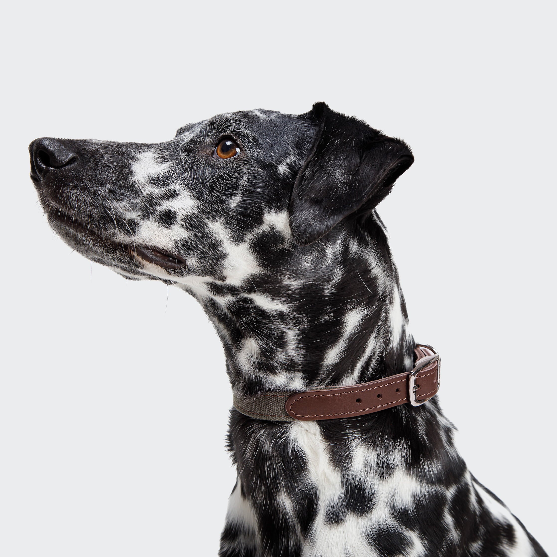 cloud7-tivoli-hundehalsband-olive image 5