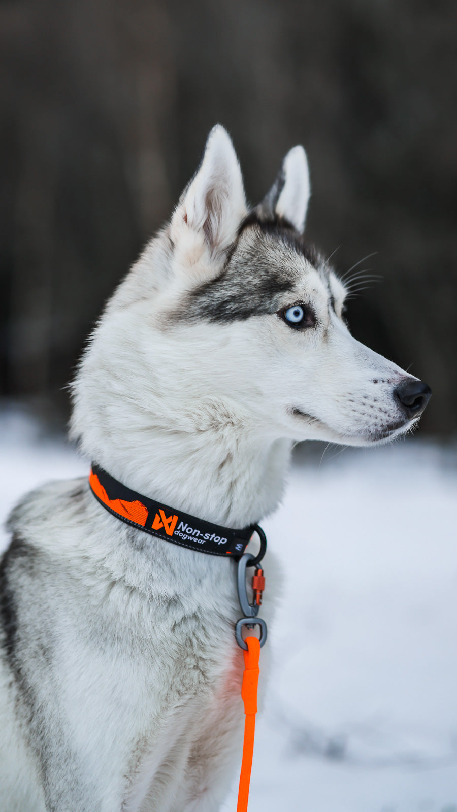 non-stop-dogwear-trail-quest-collar-leichtes-outdoor-halsband image 5
