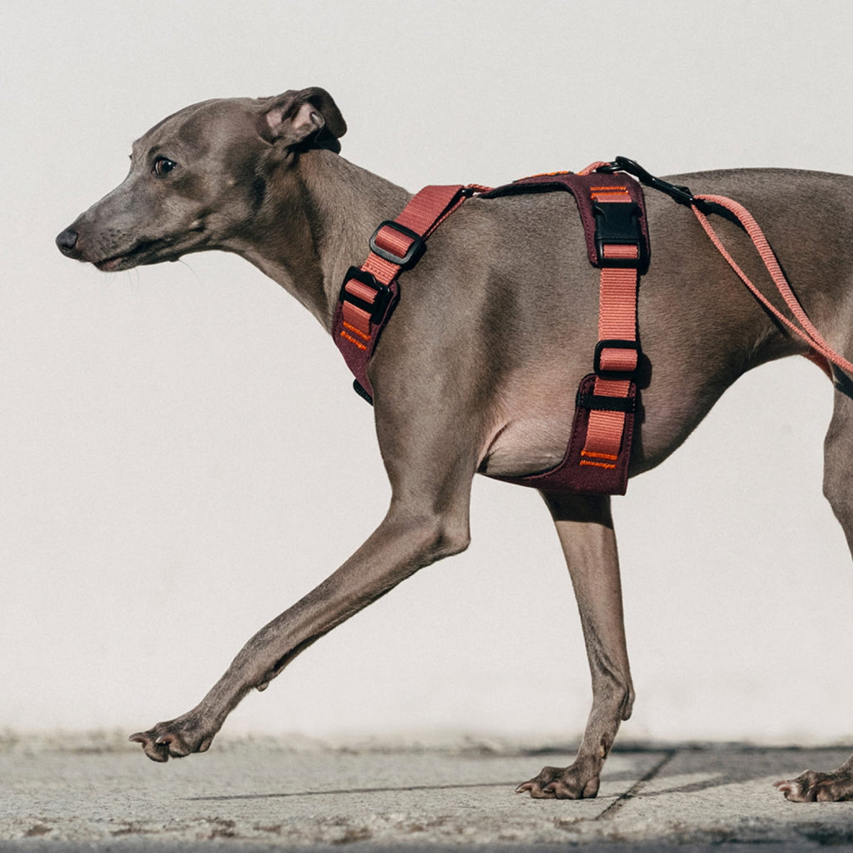 cloud7-y-2-harness-aktiv-aubergine-soft-rose-hundegeschirr image 6