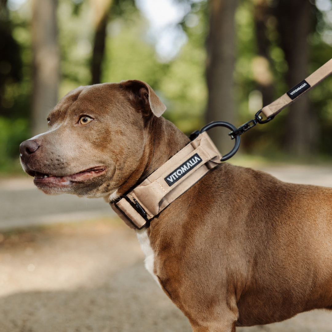 vitomalia-extreme-edition-robustes-hundehalsband-mit-sicherheitsverschluss-magne image 3