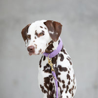 william-walker-leder-hundehalsband-lavender-lila image 6
