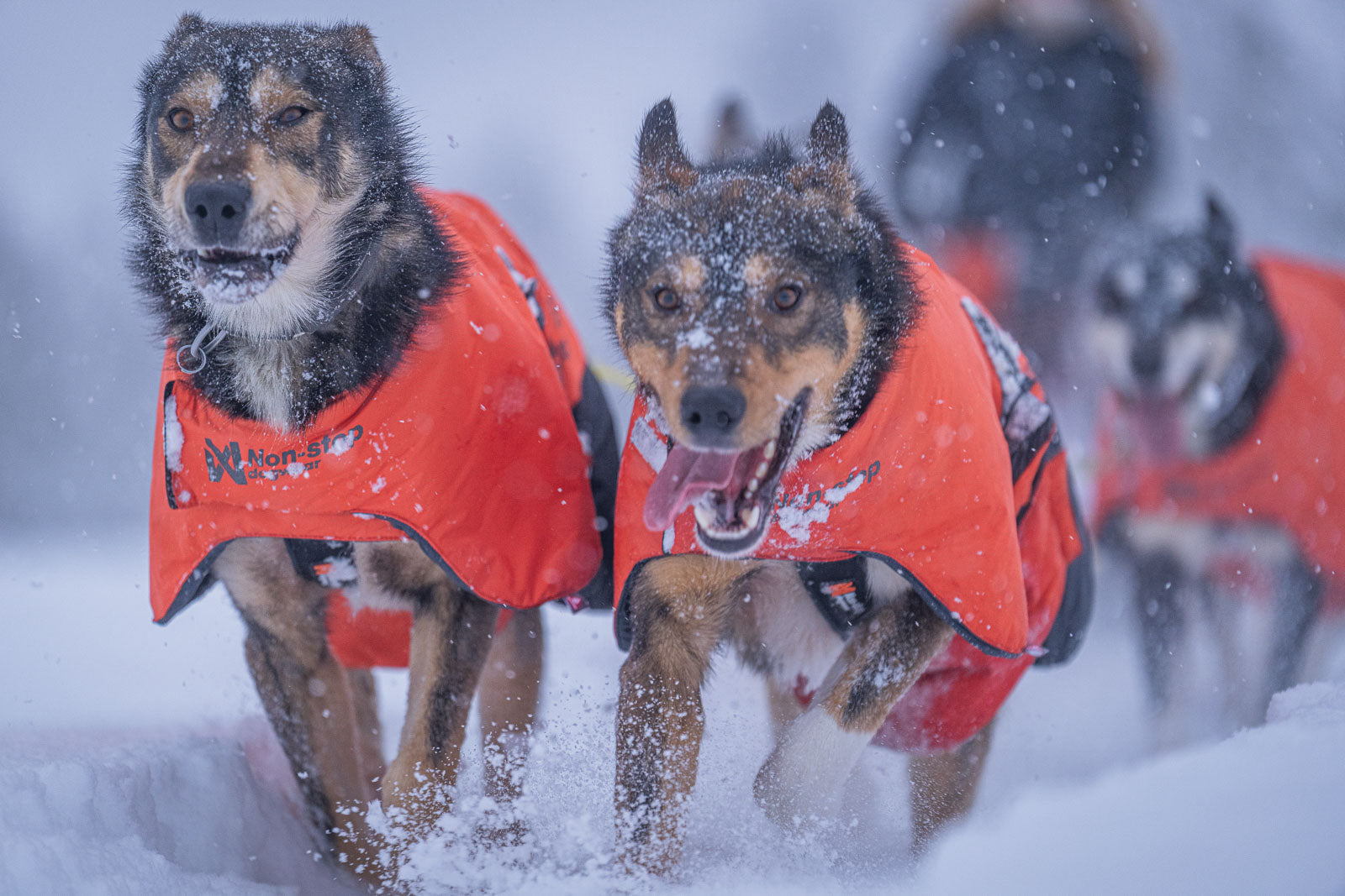 non-stop-dogwear-long-distance-jacket-w-rmste-hundejacke-f-r-extrem-kaltes-wette image 3