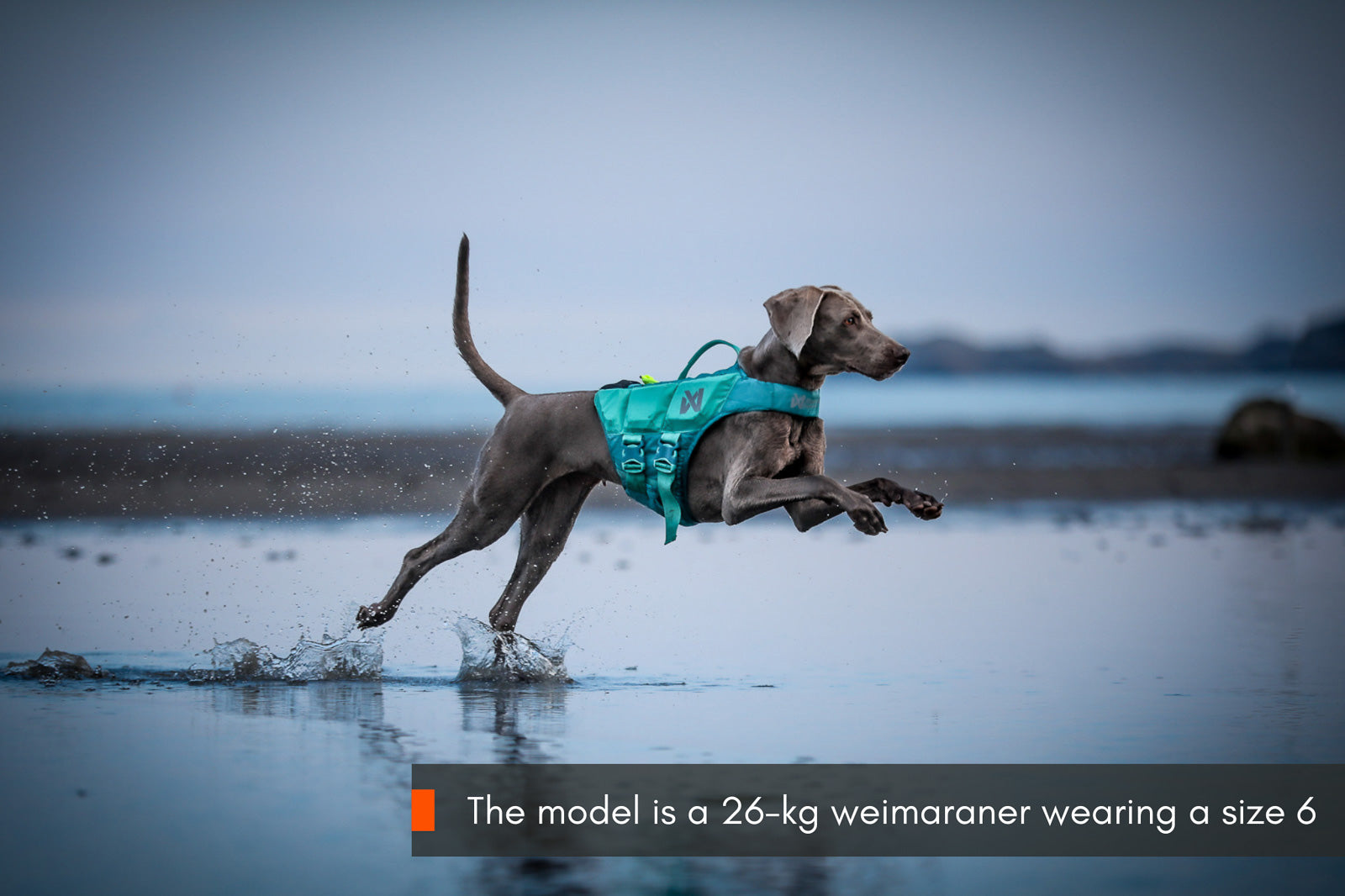 non-stop-dogwear-protector-life-jacket-hundeschwimmweste image 4