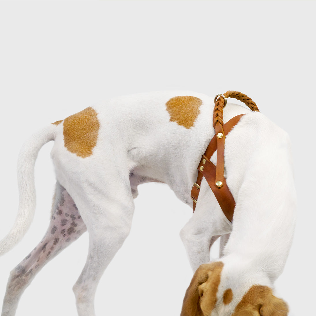 cloud7-dog-harness-central-park-camel-gold-leder-hundegeschirr-aus-gefettetem-le image 1