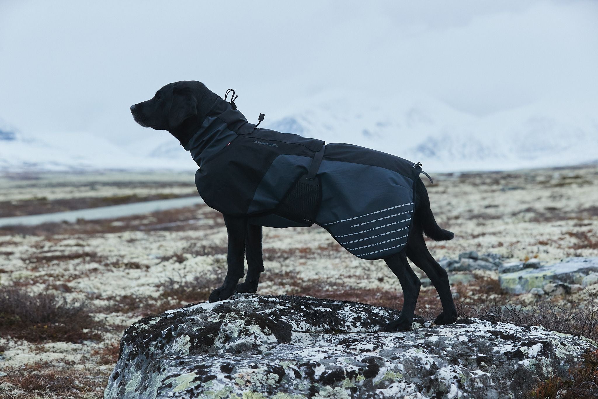 non-stop-dogwear-glacier-wool-jacket-warme-hundejacke image 2
