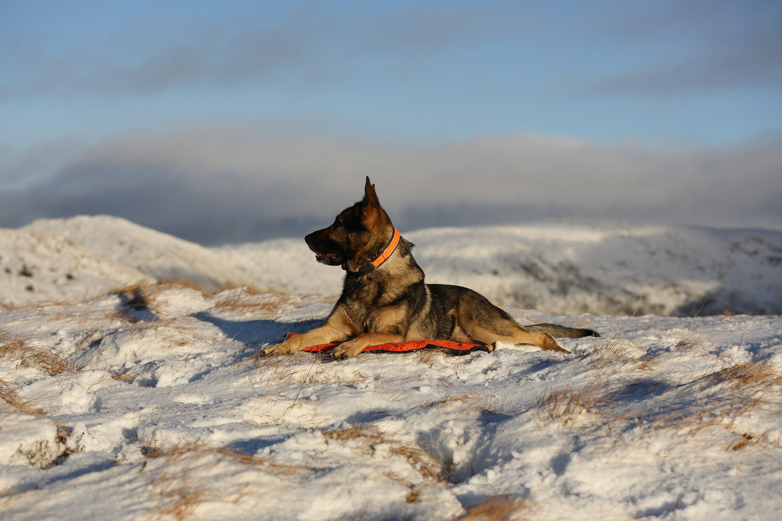 non-stop-dogwear-protector-bivvy-bed-isolierte-hundeliege image 3