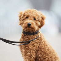 william-walker-earth-leder-hundehalsband-braun image 8