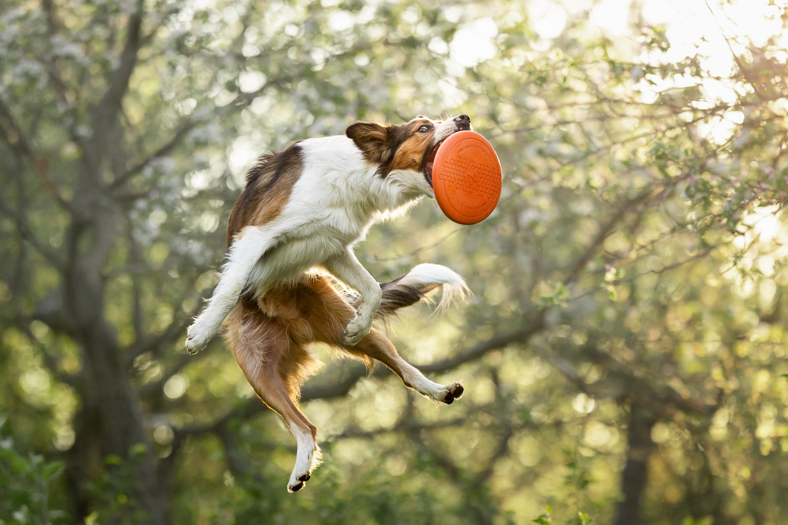 non-stop-dogwear-dog-flying-disc-hundespielzeug-gummi-bambus image 4