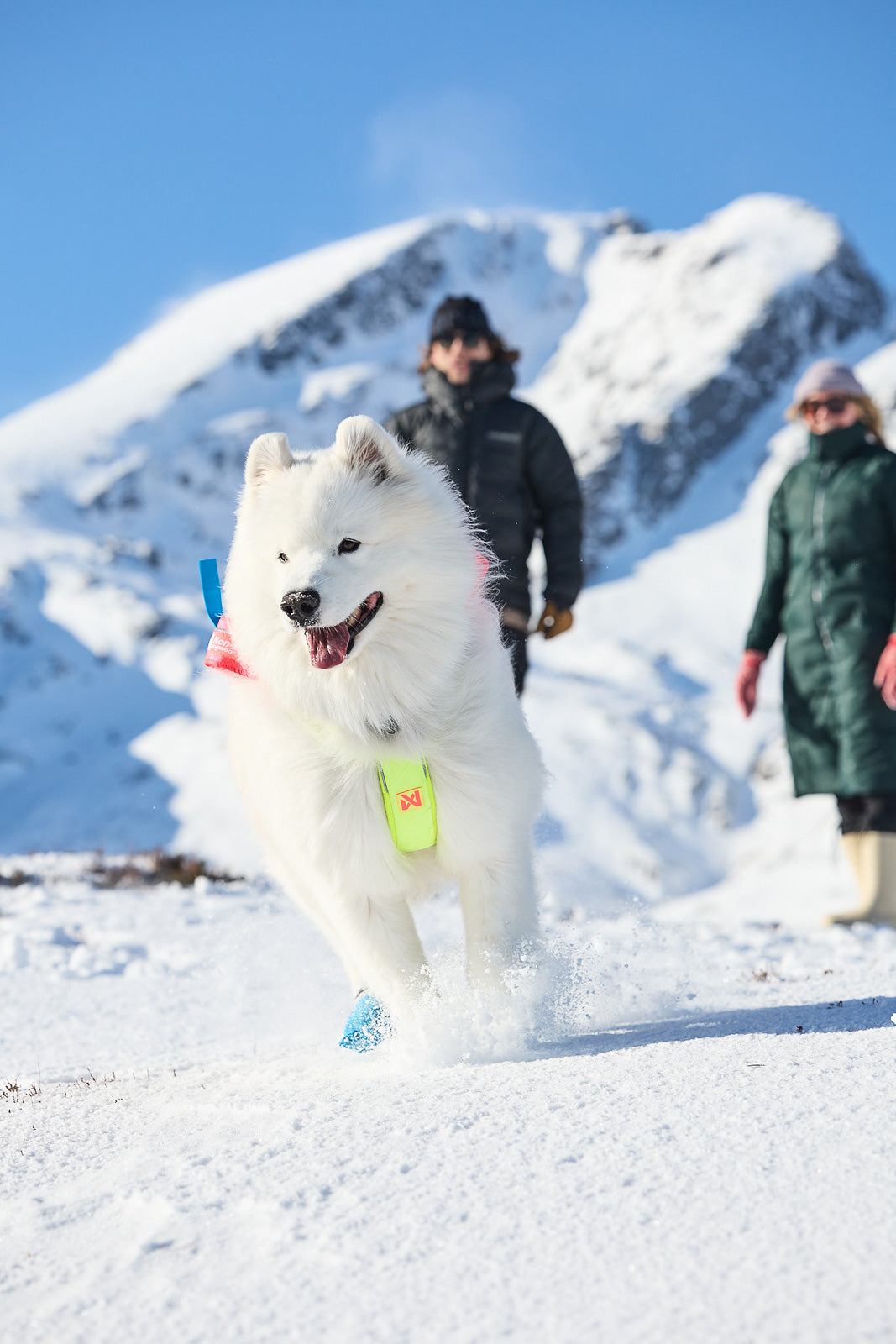 non-stop-dogwear-freemotion-harness-5-0-limited-edition-zuggeschirr image 3