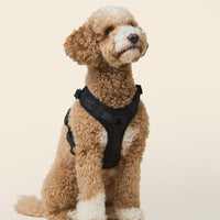william-walker-premium-hundegeschirr-bundle-winter-angebot-walk-set image 4