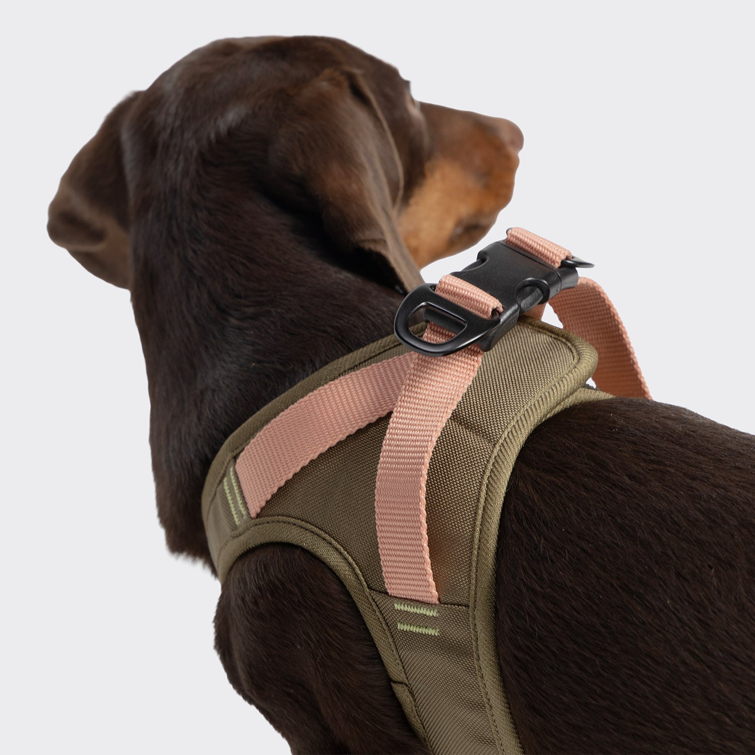 cloud7-v-2-aktiv-cordura-westengeschirr-khaki-peach-f-r-kleine-hunde image 4
