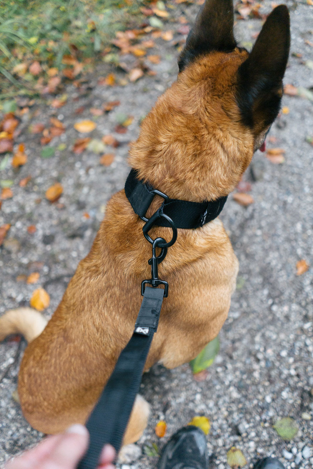 non-stop-dogwear-security-strap-wd-kurzleine-27-cm image 3