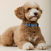 william-walker-jacquard-nylon-hundehalsband-sky-hellblau image 8