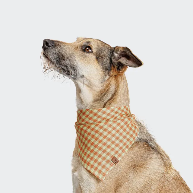 cloud7-lttl-hundehalstuch-check-orange-aus-leinen image 1