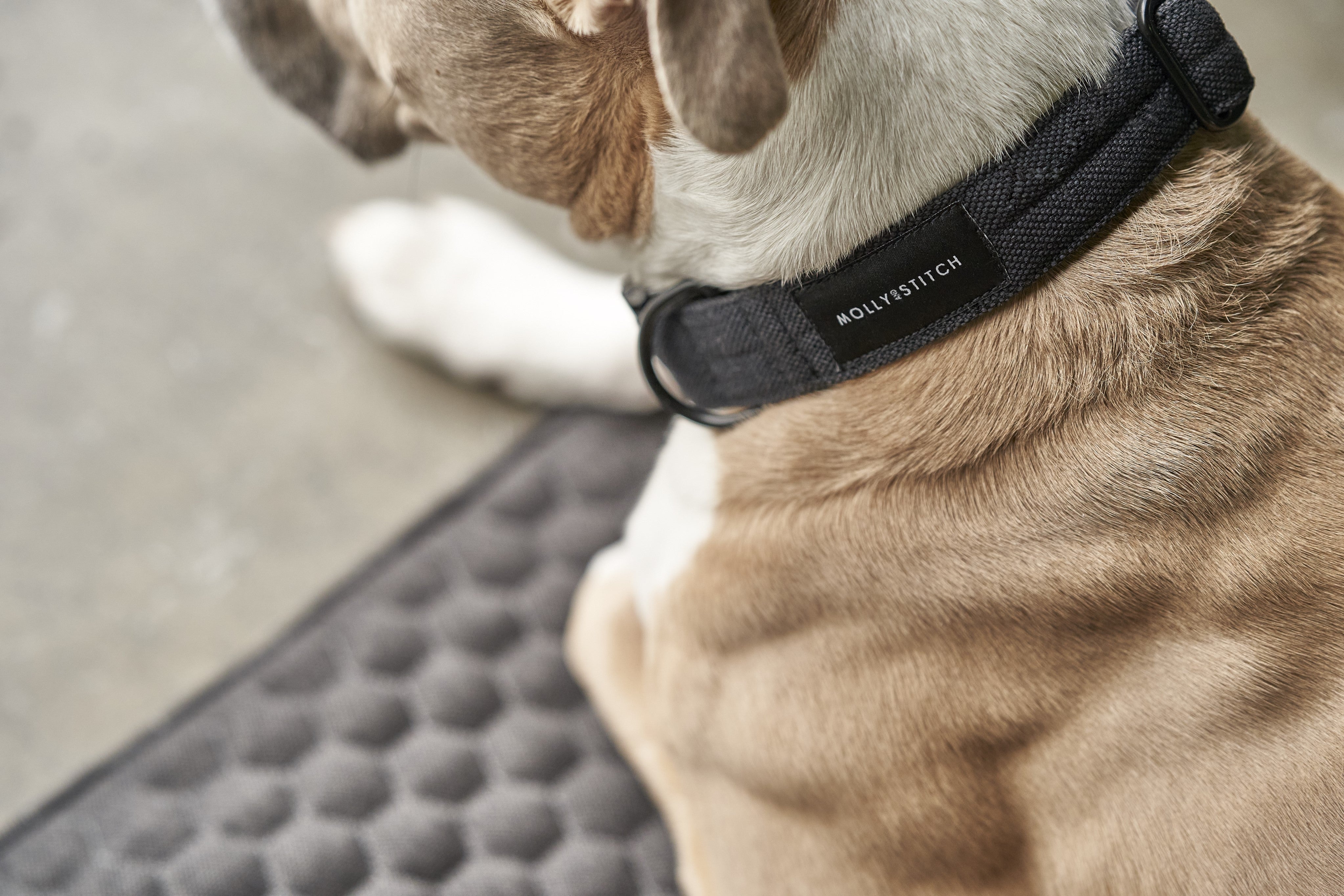 molly-and-stitch-soft-rock-hundehalsband-black image 4