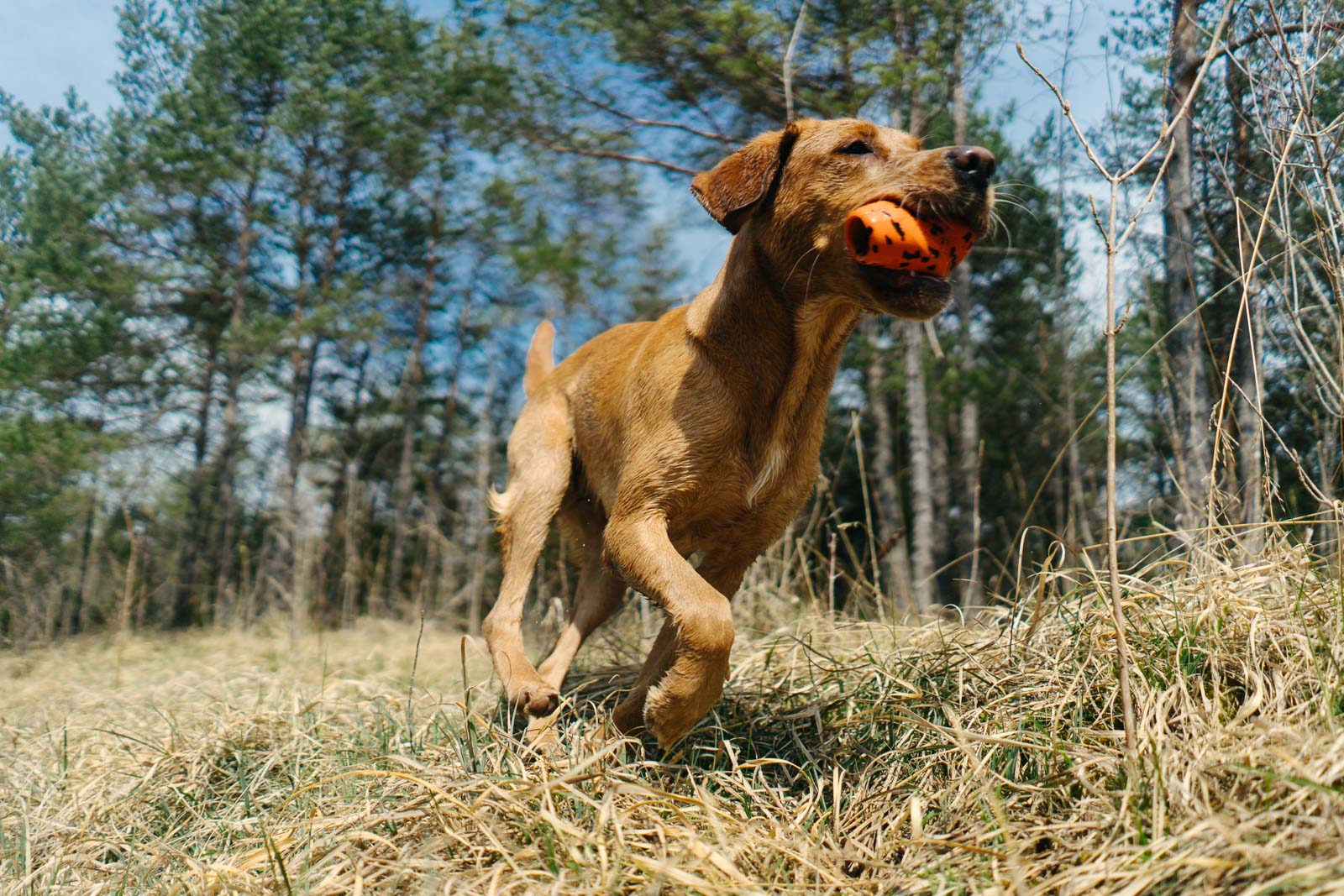 non-stop-dogwear-dog-throw-toy-robustes-wurfspielzeug image 2