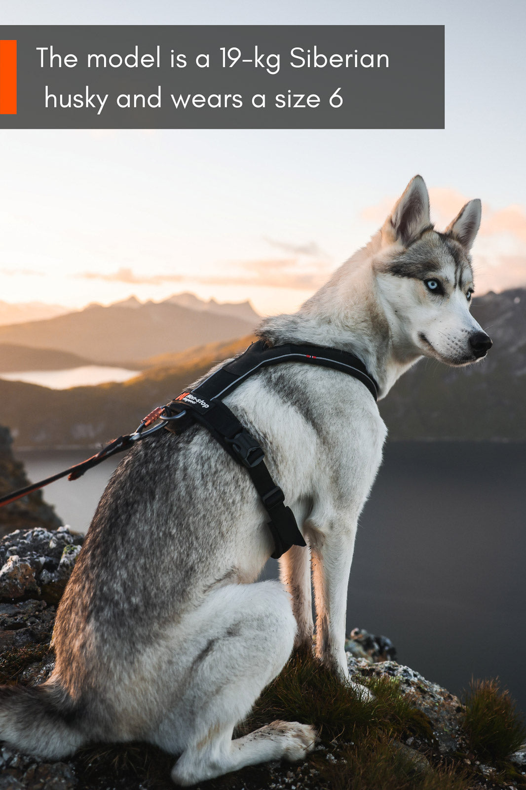 non-stop-dogwear-line-harness-5-0-hundegeschirr image 8