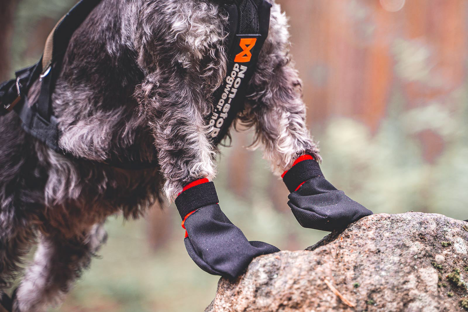 non-stop-dogwear-solid-socks-strapazierf-hige-pfotensocken-4er-pack image 4