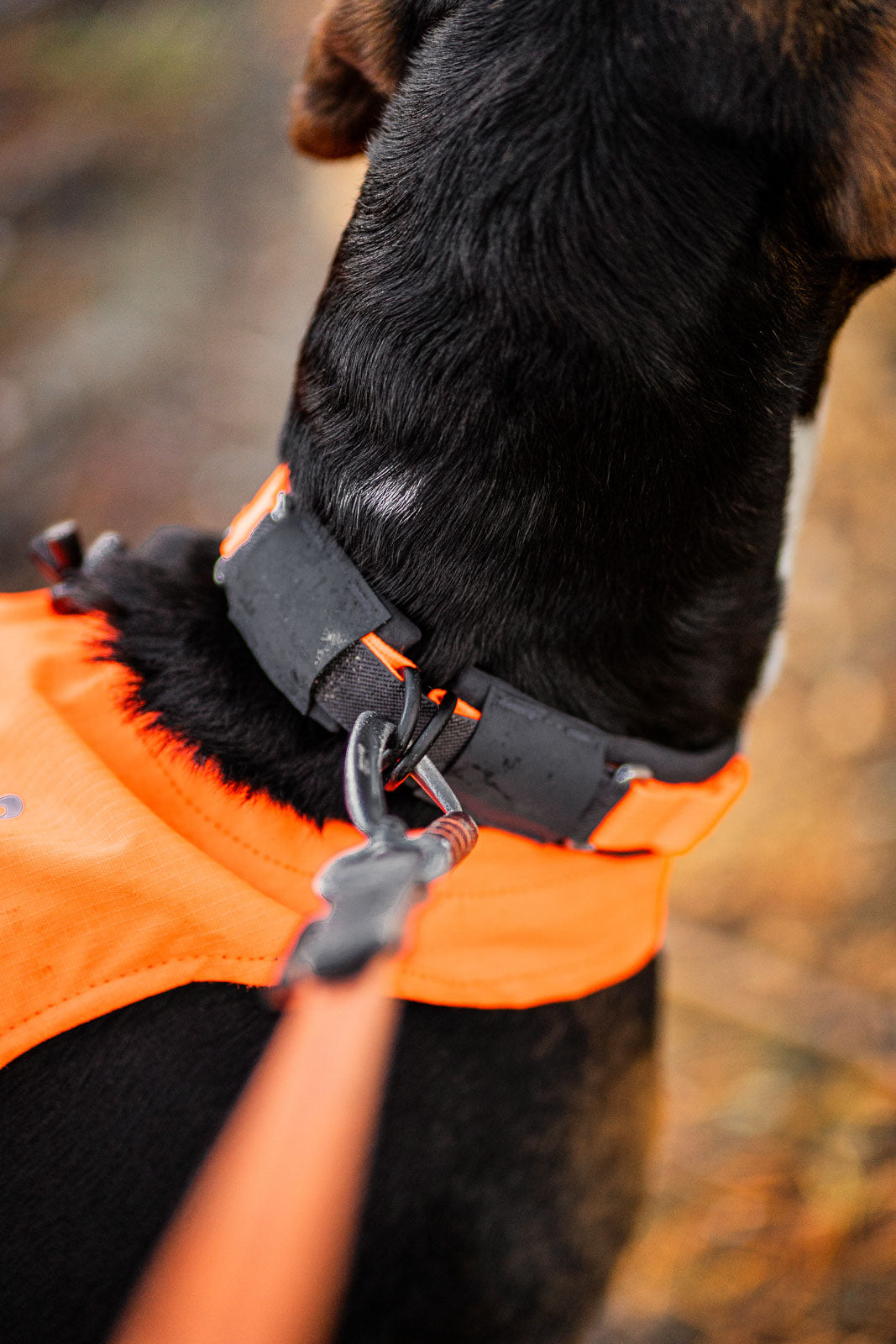 non-stop-dogwear-protector-collar-sicherheits-hundehalsband image 5