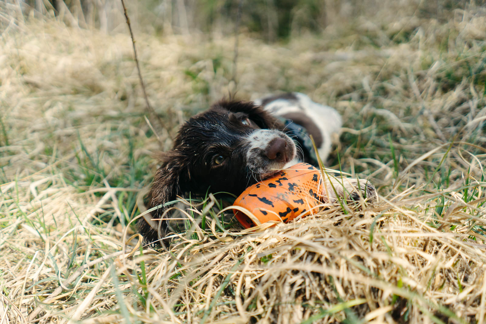 non-stop-dogwear-dog-throw-toy-robustes-wurfspielzeug image 3