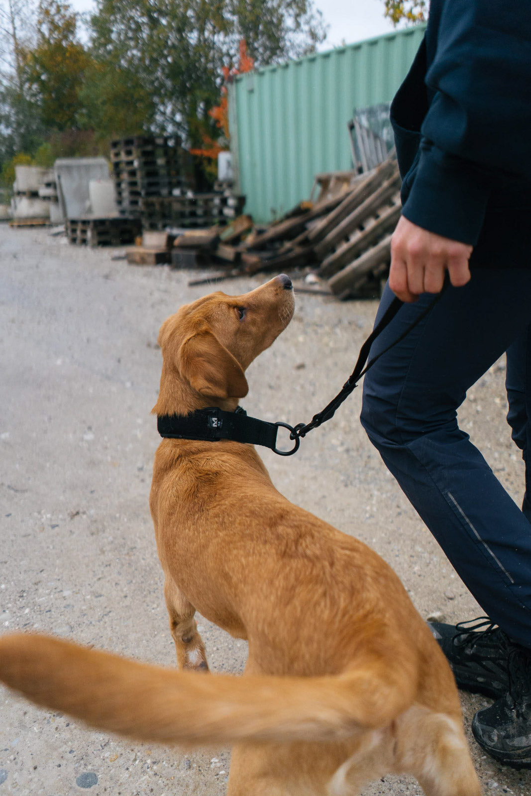non-stop-dogwear-security-strap-wd-kurzleine-27-cm image 4
