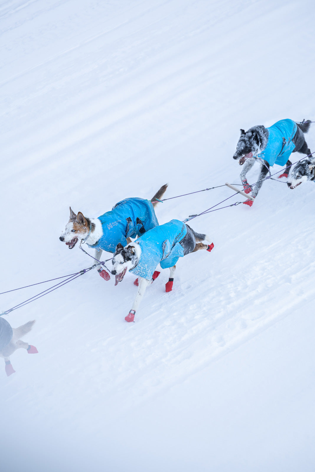 non-stop-dogwear-long-distance-light-jacket-hundemantel image 3