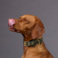 william-walker-wildleder-hundehalsband-forest-dunkelgr-n image 6