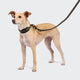cloud7-c-1-martingale-halsband-aktiv-softshell-olive image 4