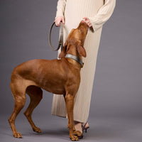william-walker-luxe-glattleder-hundehalsband-pebble-taupe image 7