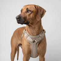 william-walker-leder-y-hundegeschirr-plain image 8