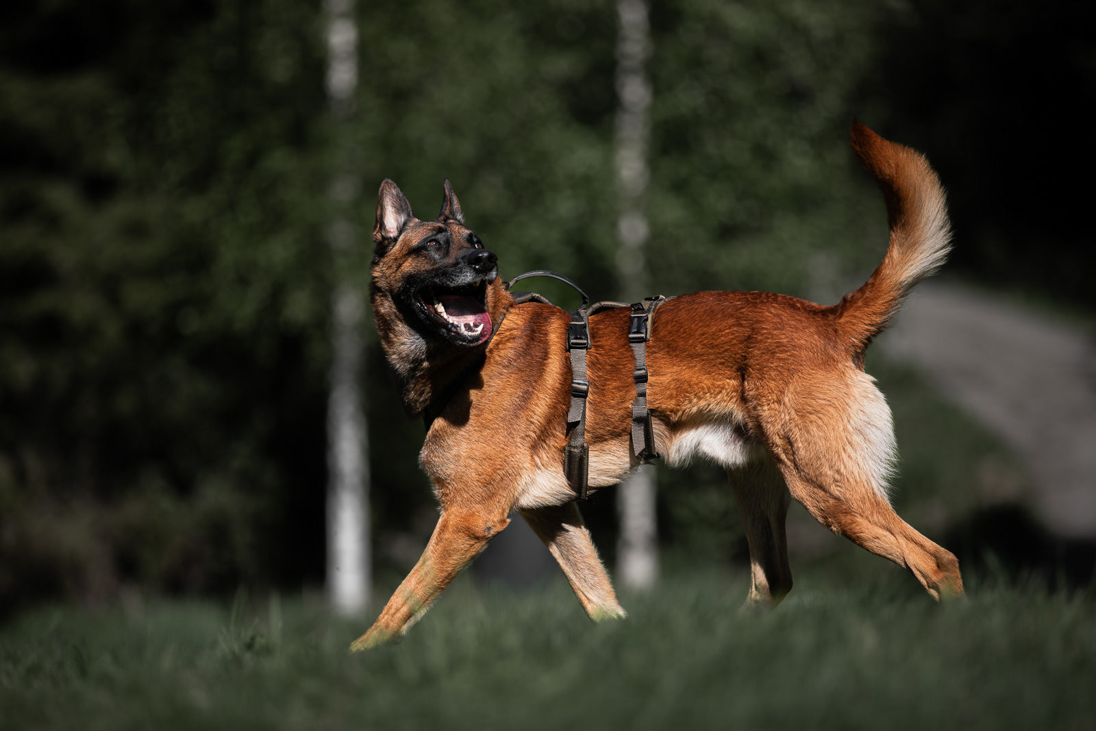 non-stop-dogwear-line-harness-long-wd-arbeitshundegeschirr image 2