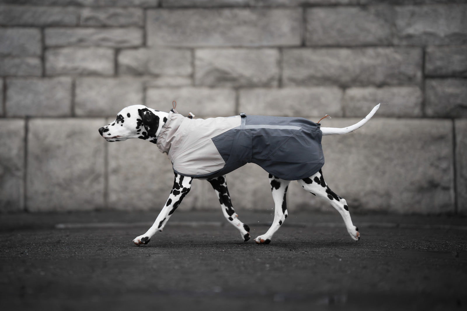 non-stop-dogwear-fjord-raincoat-2-0-wind-und-wasserdichte-hunderegenjacke-20-000 image 6