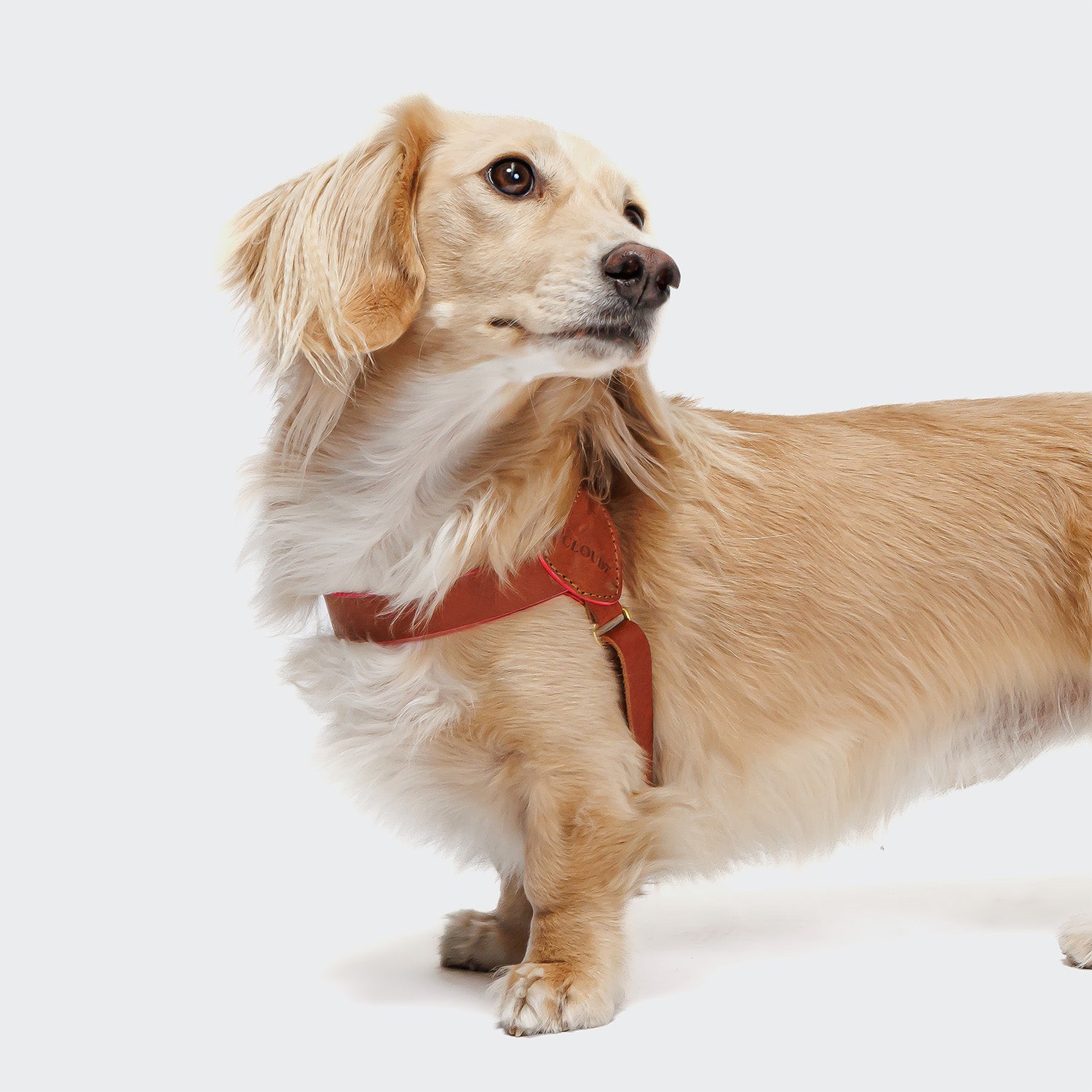cloud7-prince-park-norwegergeschirr-cognac-pink-f-r-kleine-hunde image 4