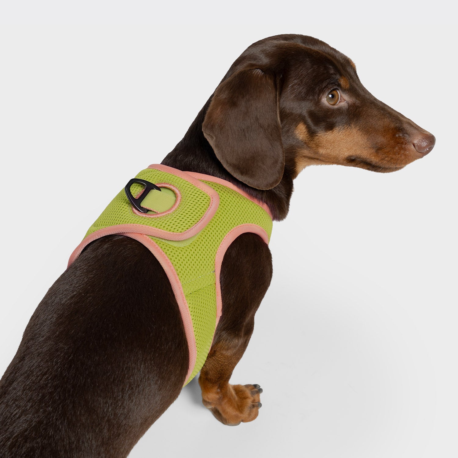 cloud7-v-1-westengeschirr-aktiv-air-mesh-peach-neon-green-f-r-kleine-hunde image 5