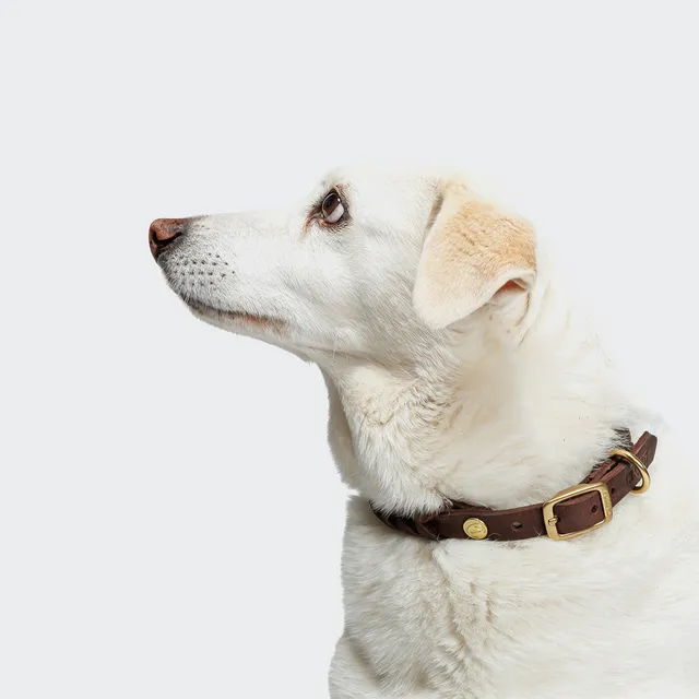 cloud7-hundehalsband-central-park-saddle-brown-gold-fettleder-halsband-geflochte image 1
