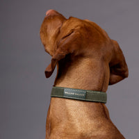 william-walker-wildleder-hundehalsband-forest-dunkelgr-n image 7