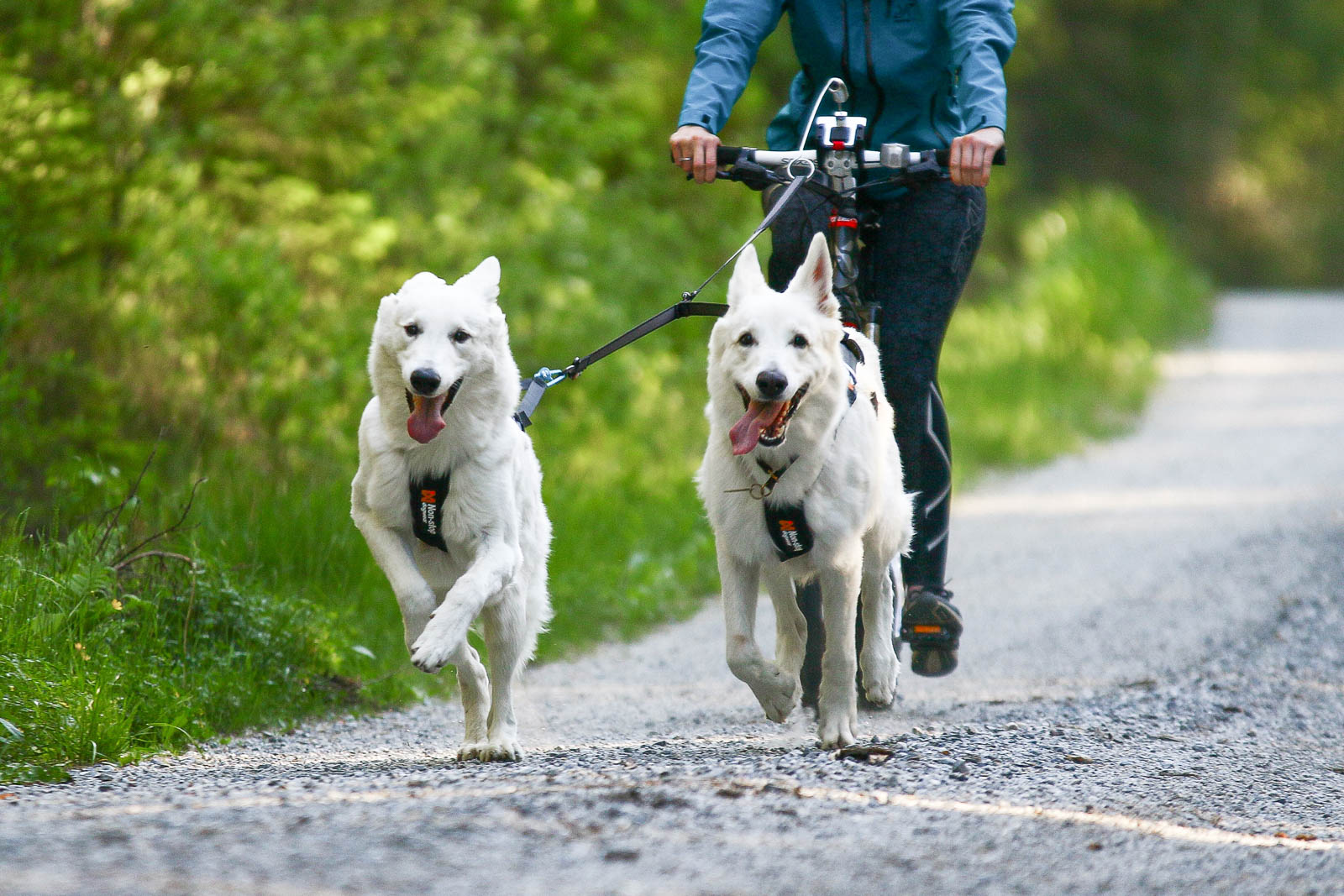 non-stop-dogwear-touring-double-y-verteilerleine image 4