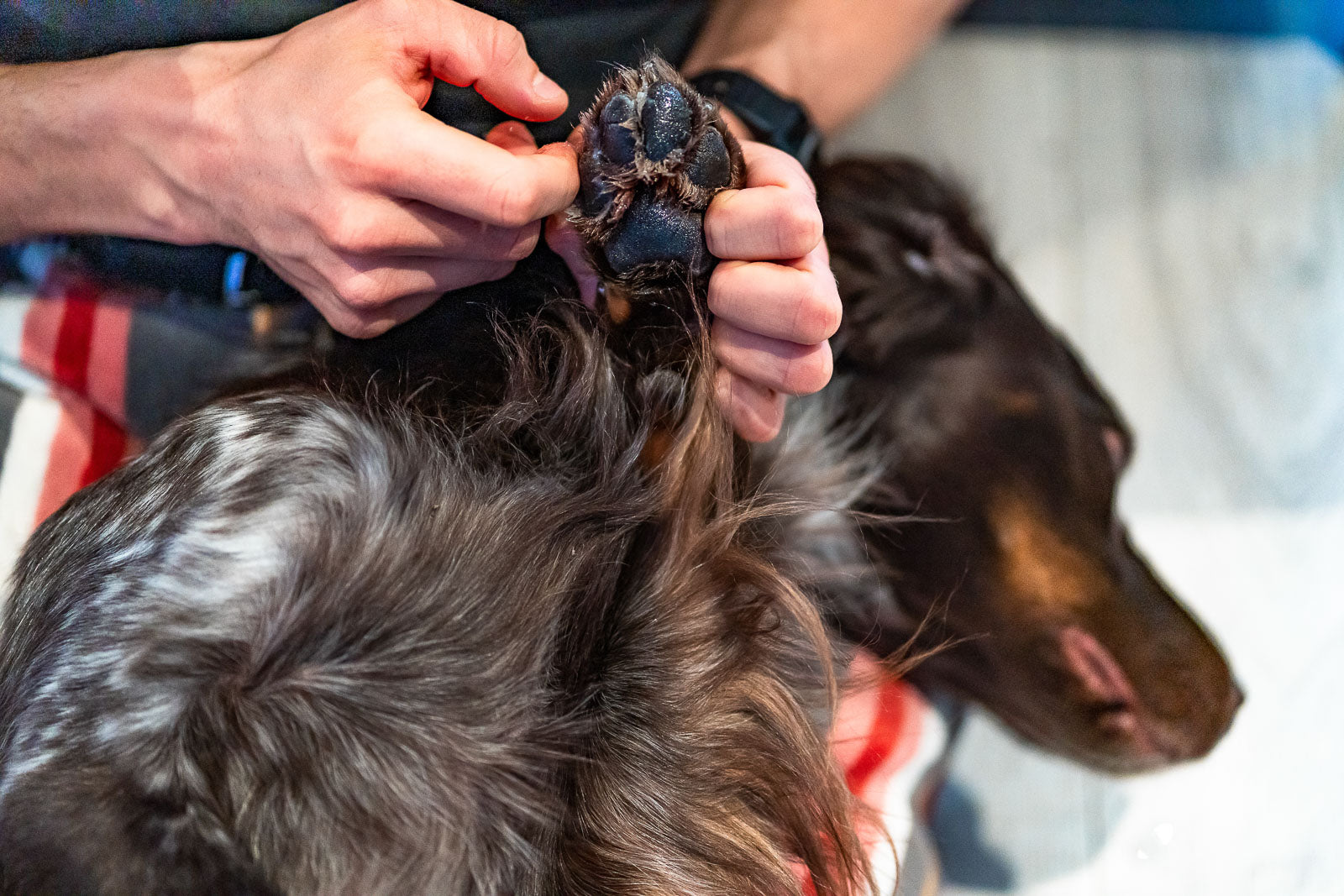 non-stop-dogwear-paw-care-pfotenpflege image 5