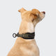 cloud7-c-1-martingale-halsband-aktiv-softshell-olive image 3